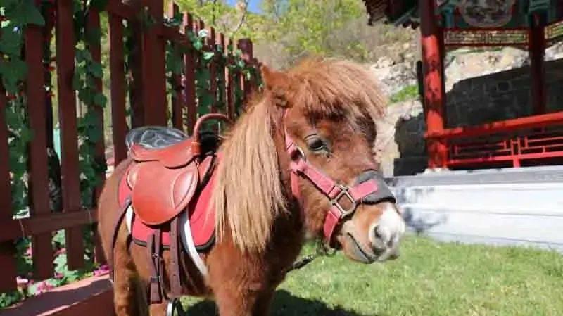 小猫钓鱼开船版最新版下载